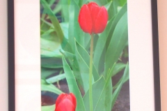 Tulip